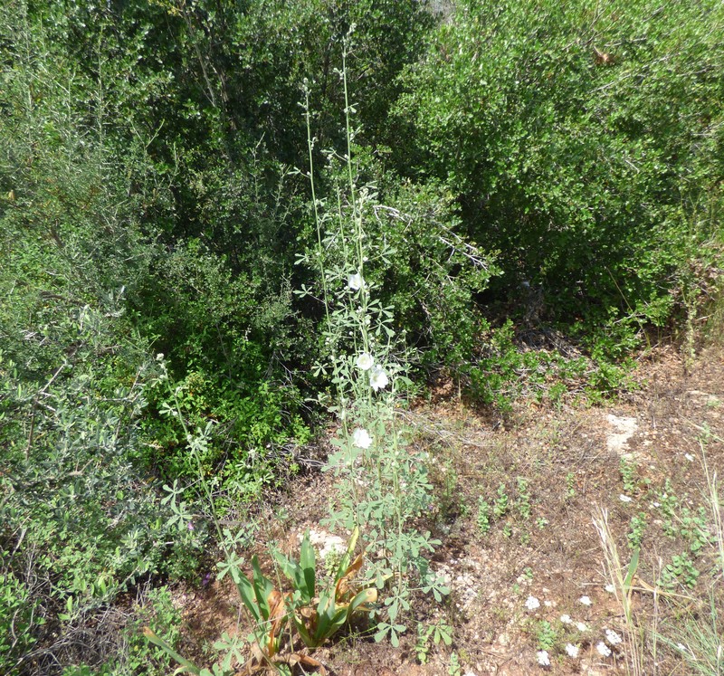 Alcea digitata photo 3