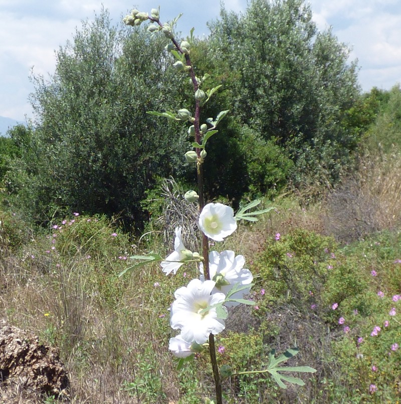 Alcea digitata photo 4