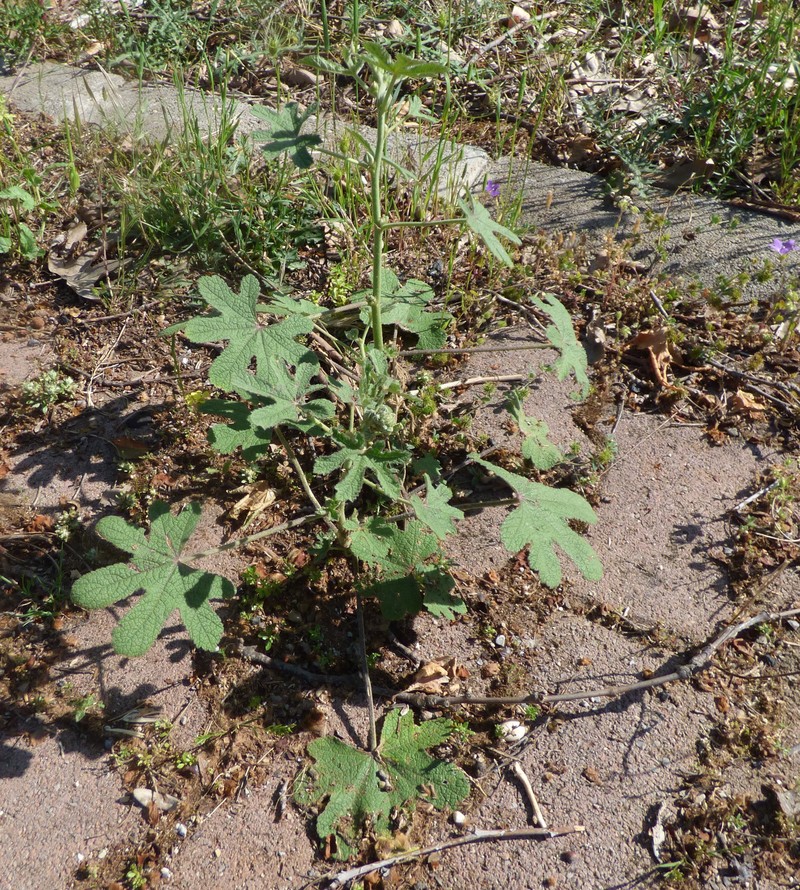 Alcea digitata photo 5