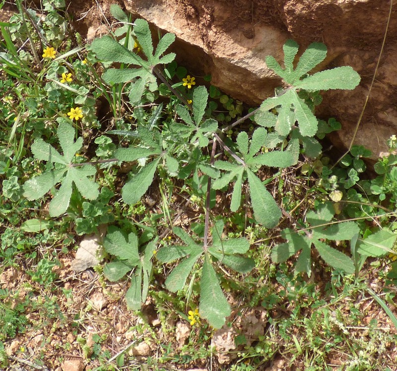 Alcea digitata photo 6