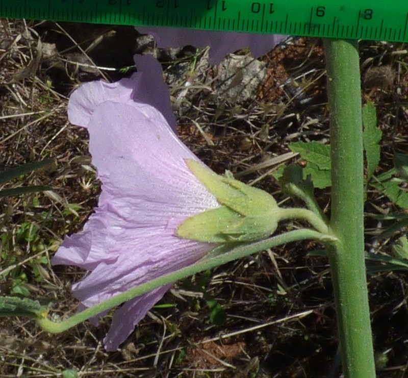 Alcea digitata photo 8