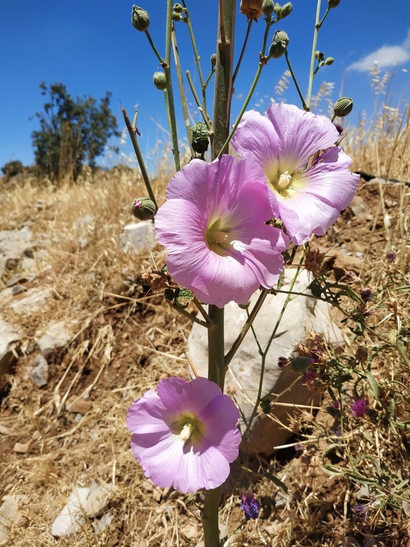 Alcea dissecta