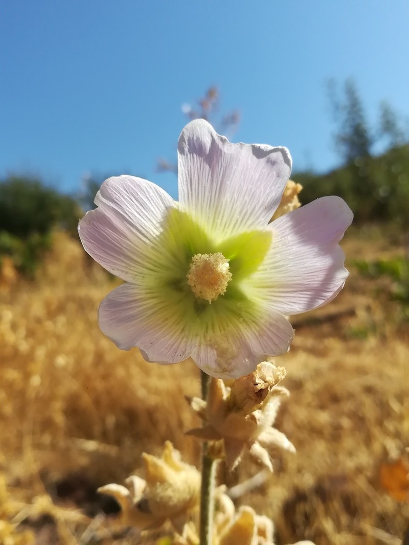 Alcea dissecta photo 2
