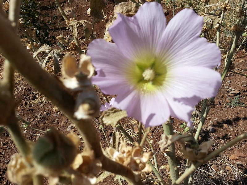 Alcea dissecta photo 3