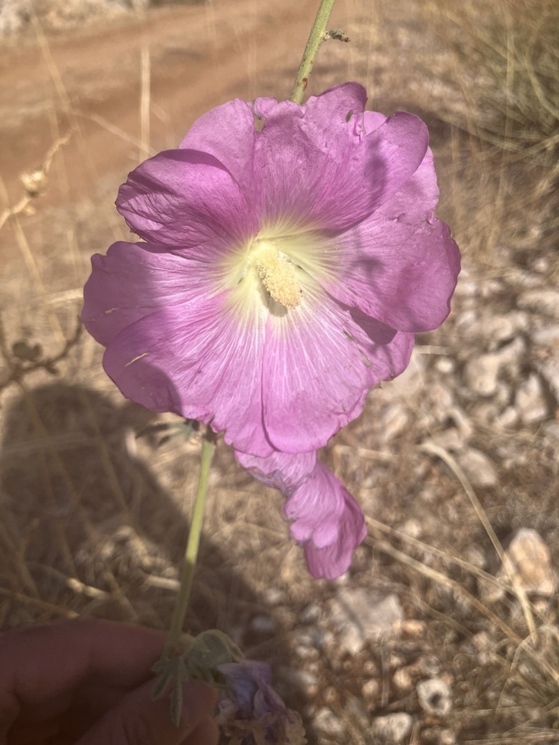 Alcea dissecta photo 5