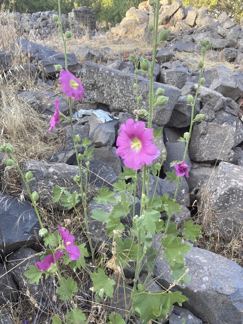 Alcea dissecta photo 6