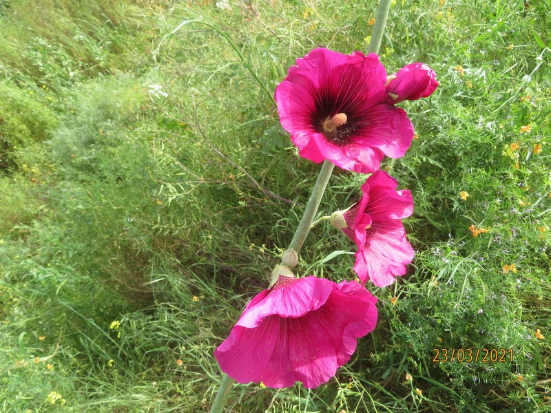 Alcea dissecta photo 7