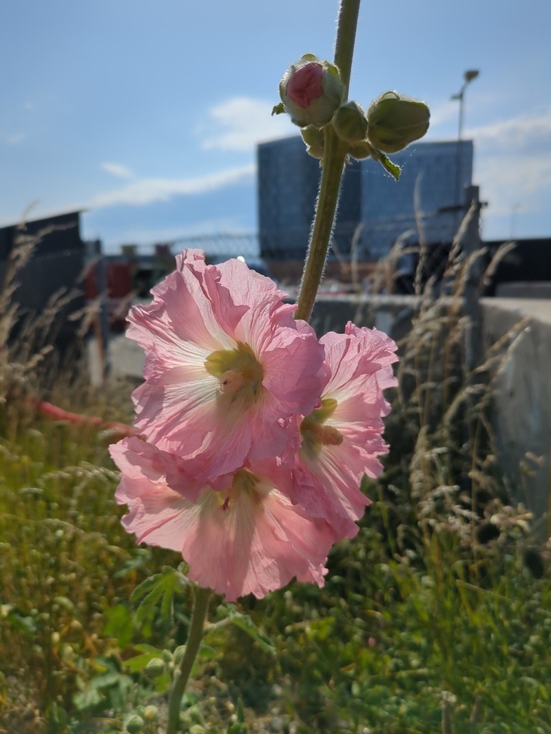 Alcea ficifolia