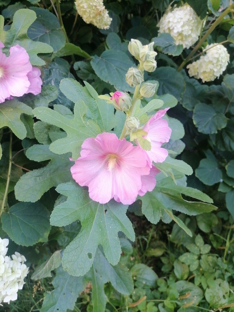 Alcea ficifolia photo 2