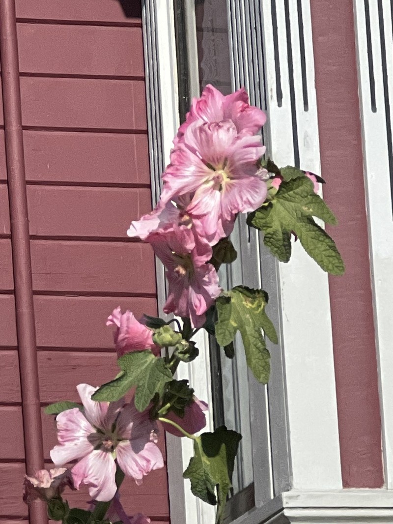 Alcea ficifolia photo 3
