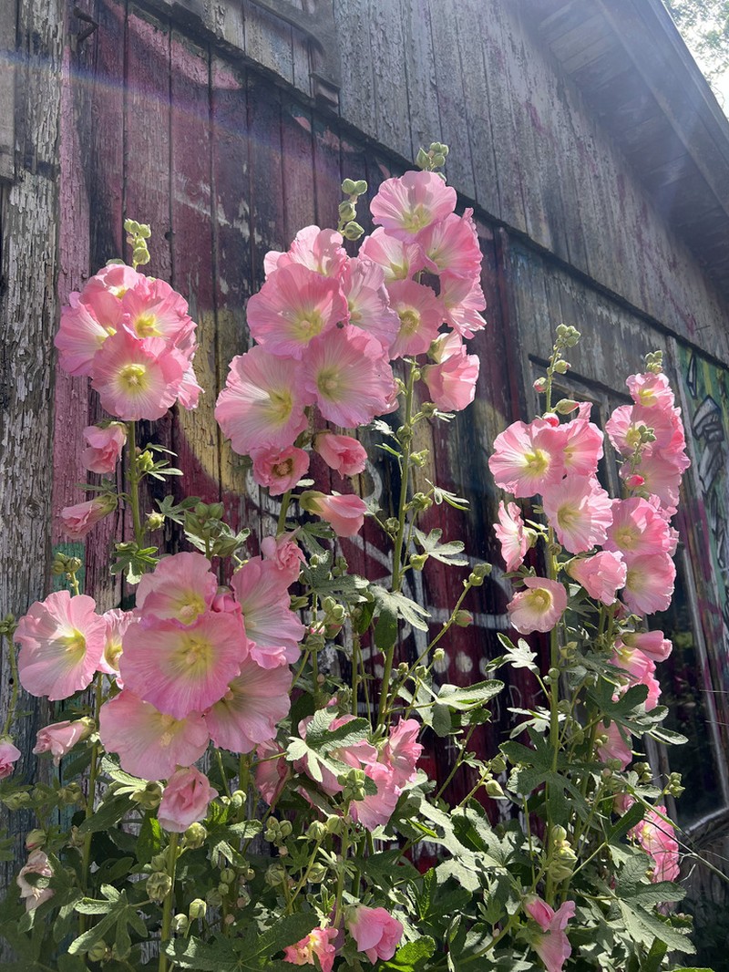 Alcea ficifolia photo 4