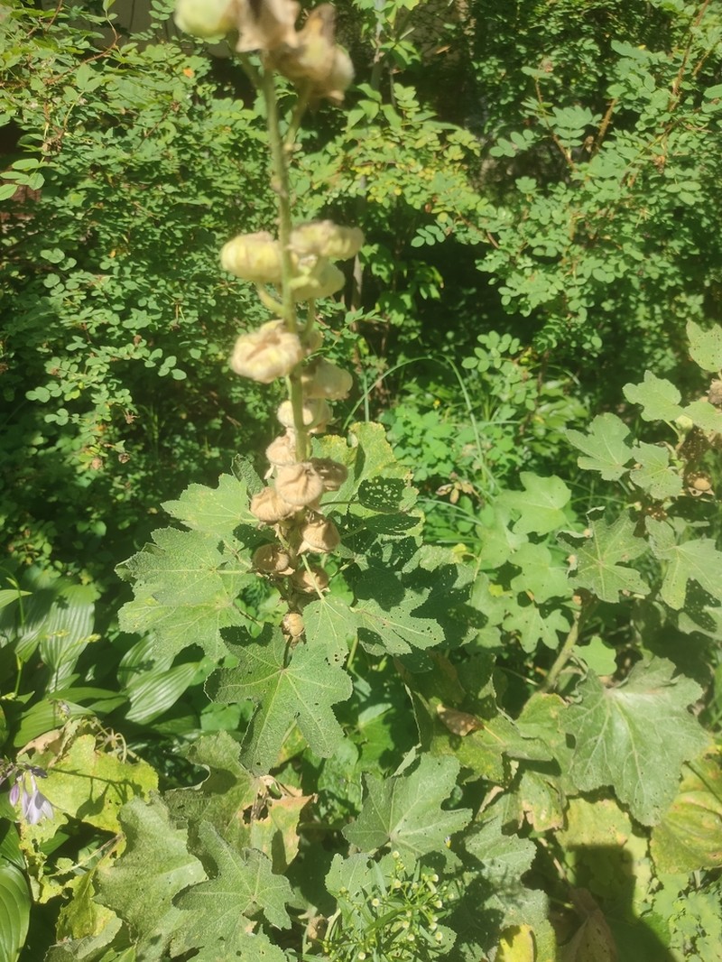 Alcea ficifolia photo 5