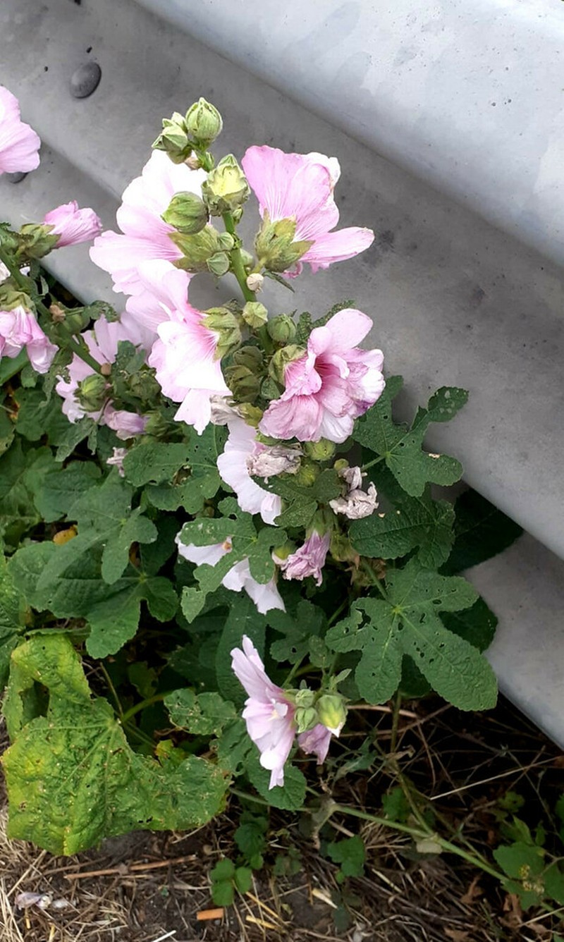 Alcea ficifolia photo 6