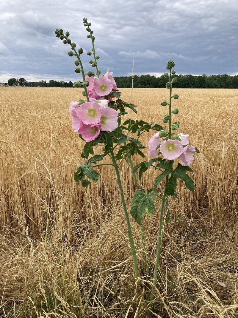 Alcea ficifolia photo 7