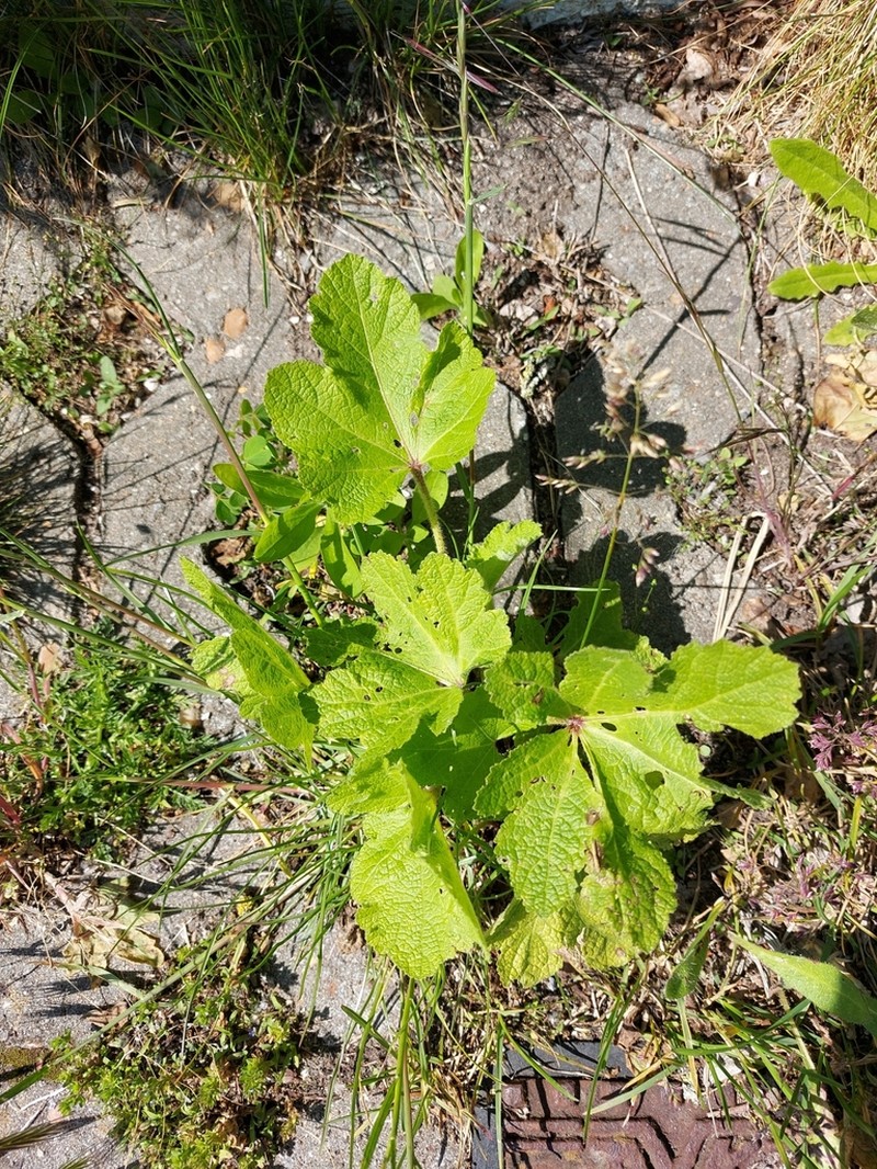 Alcea ficifolia photo 8