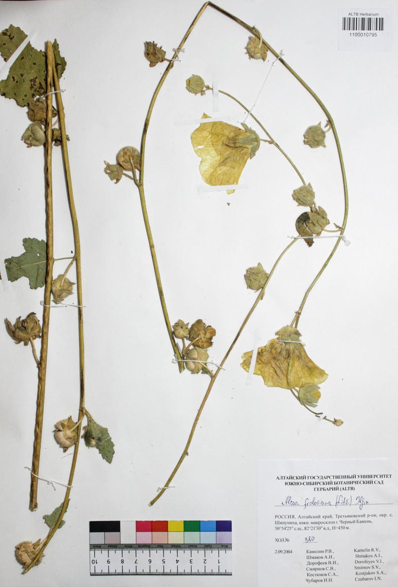 Alcea froloviana