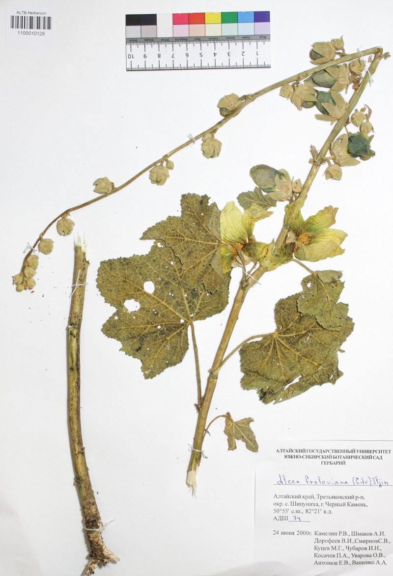 Alcea froloviana photo 2