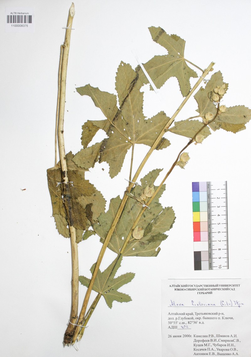 Alcea froloviana photo 3