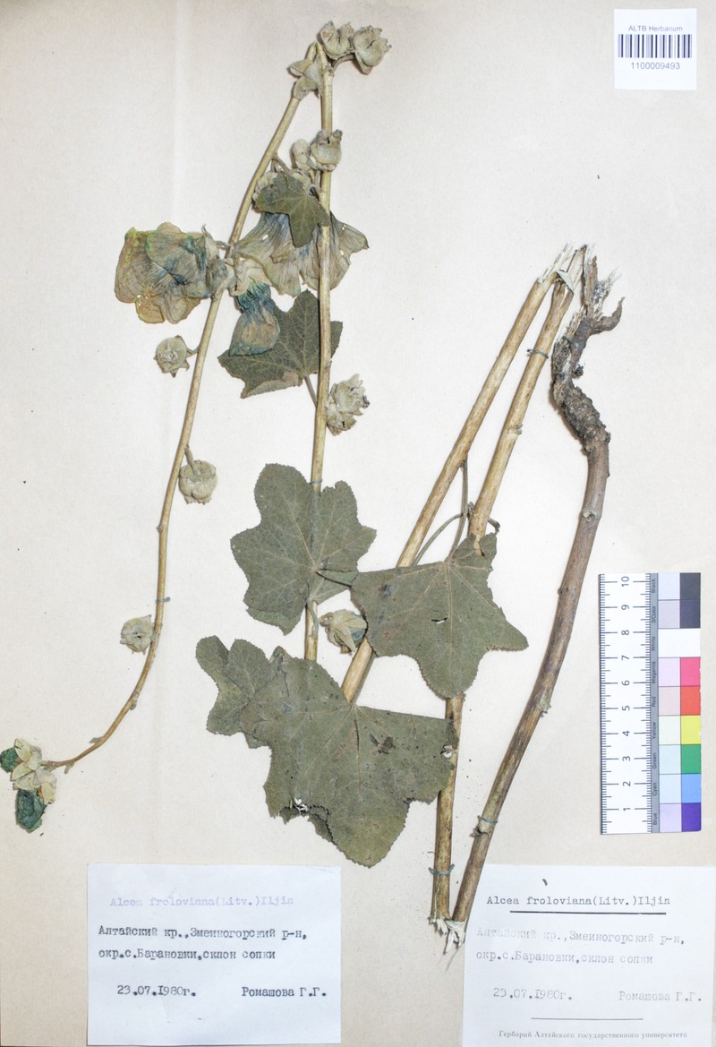 Alcea froloviana photo 5