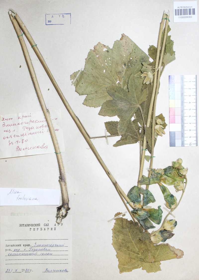 Alcea froloviana photo 6