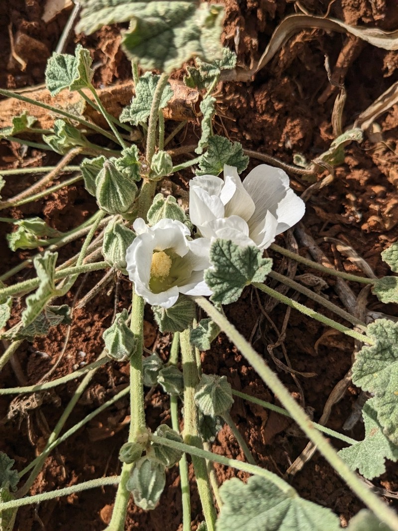 Alcea galilaea