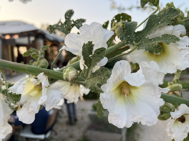 Alcea galilaea photo 2