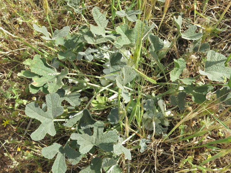 Alcea galilaea photo 5