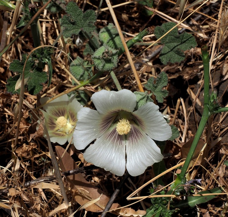 Alcea galilaea photo 6