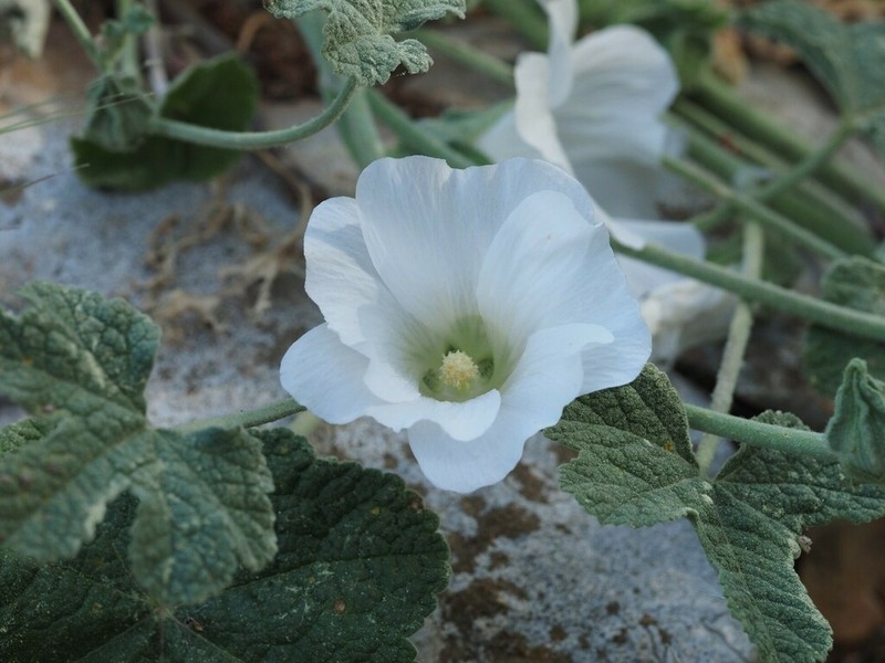 Alcea galilaea photo 7