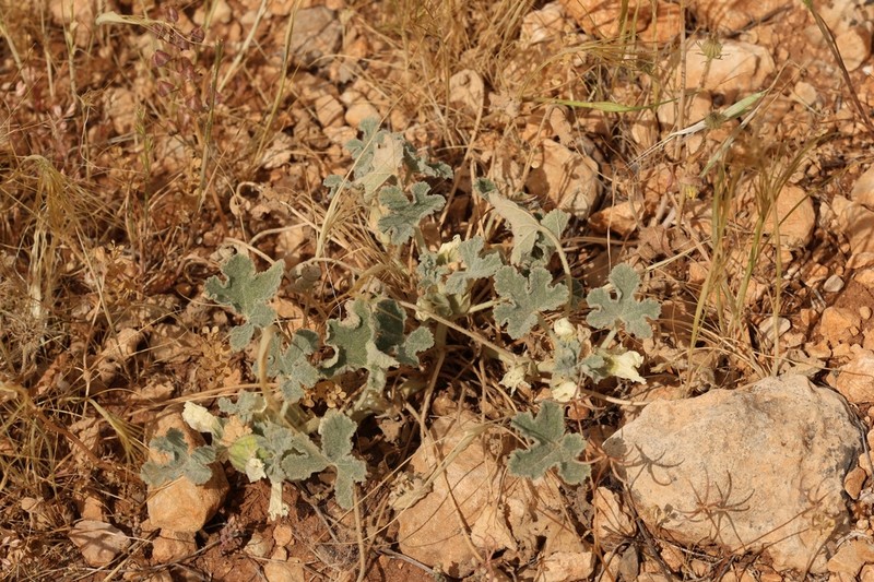 Alcea galilaea photo 8