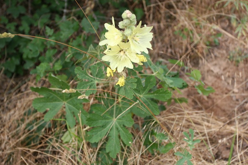 Alcea gorganica