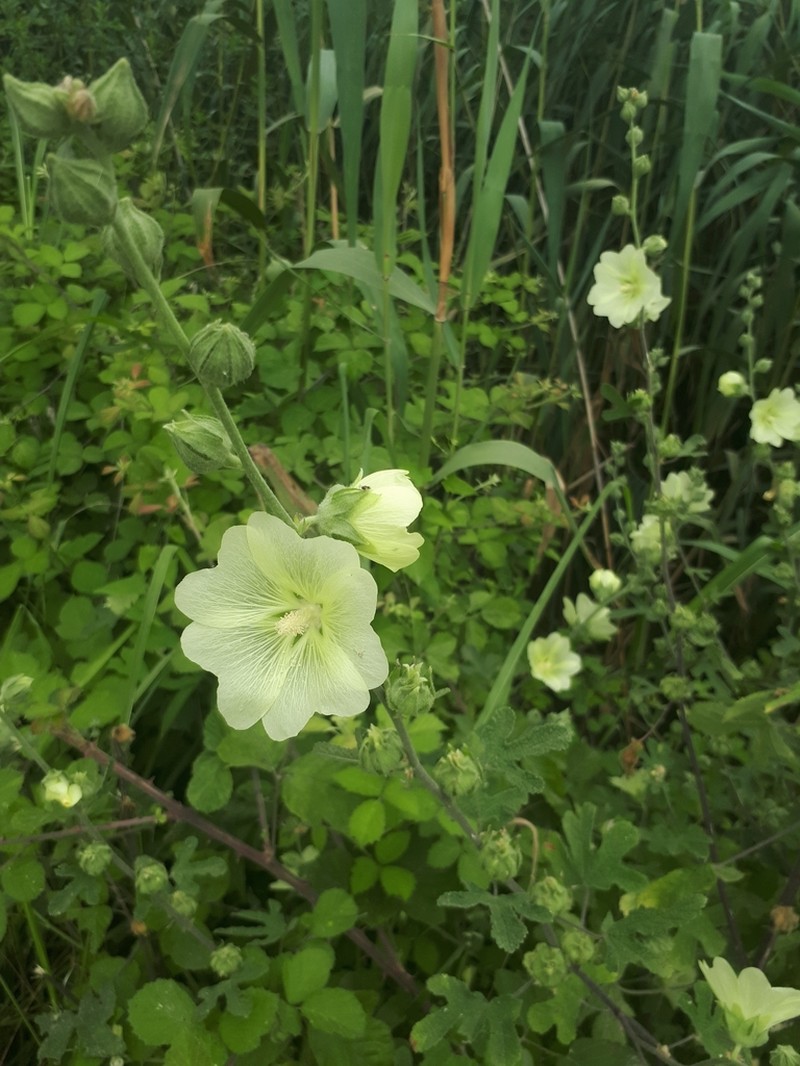 Alcea gorganica photo 2