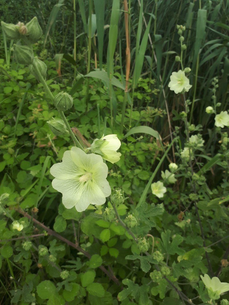 Alcea gorganica photo 3