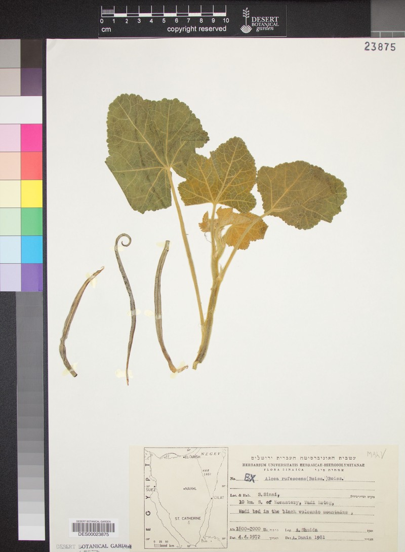 Alcea guestii