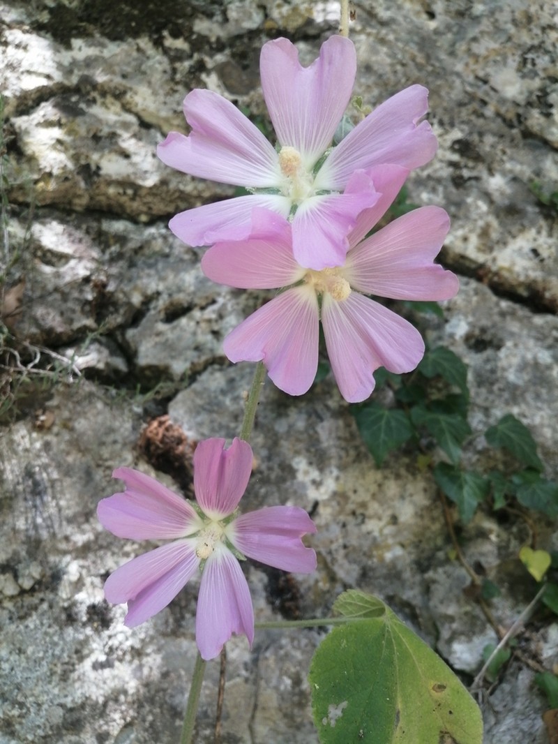 Alcea heldreichii photo 2