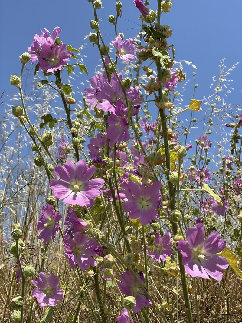 Alcea heldreichii photo 3
