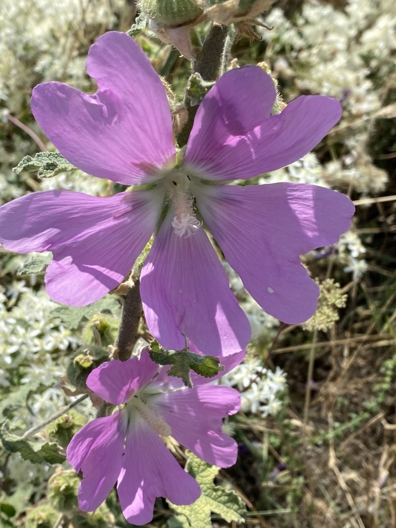 Alcea heldreichii photo 5