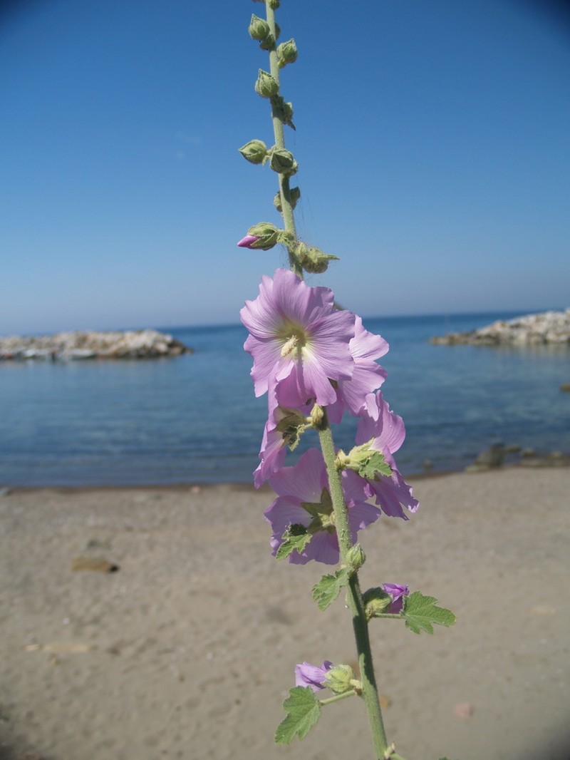 Alcea heldreichii photo 6