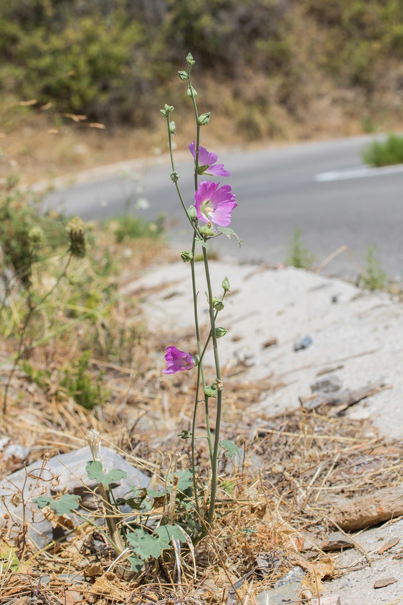 Alcea heldreichii photo 7