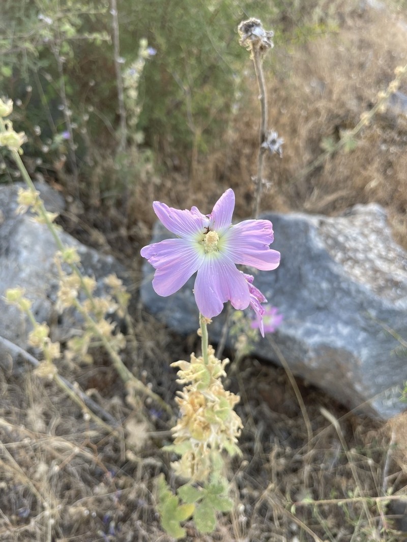 Alcea heldreichii photo 8