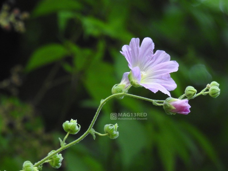 Alcea hyrcana