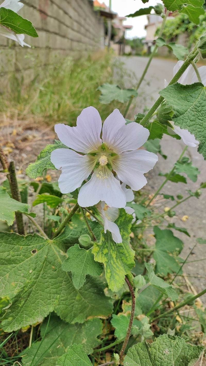 Alcea hyrcana photo 2