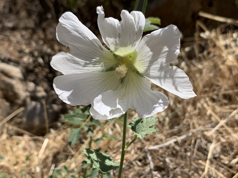Alcea kurdica
