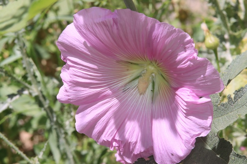 Alcea kurdica photo 2