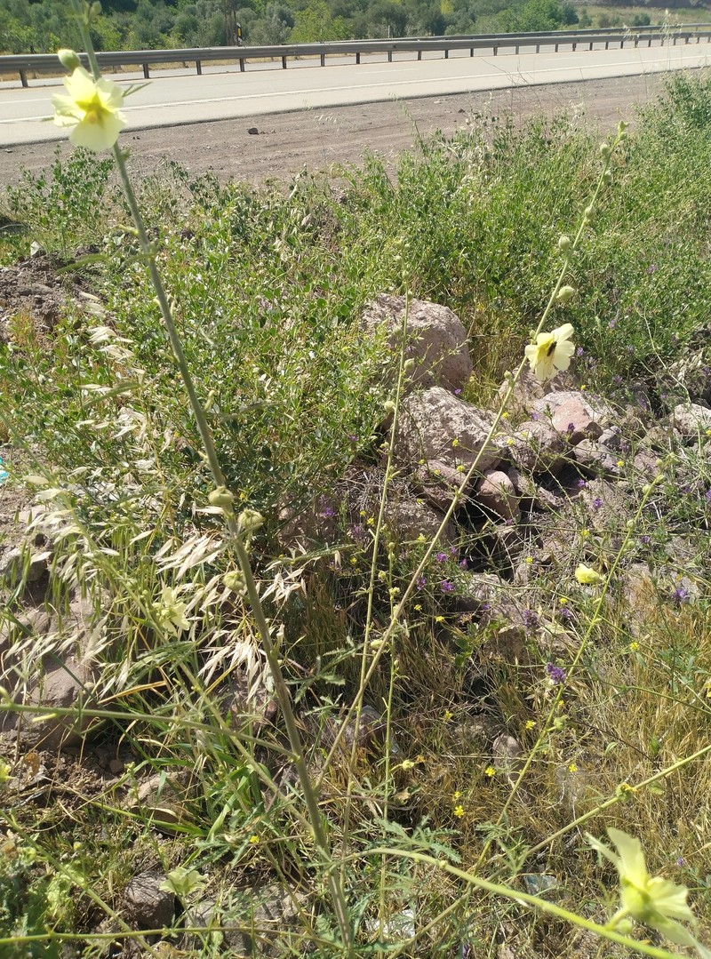 Alcea kurdica photo 3