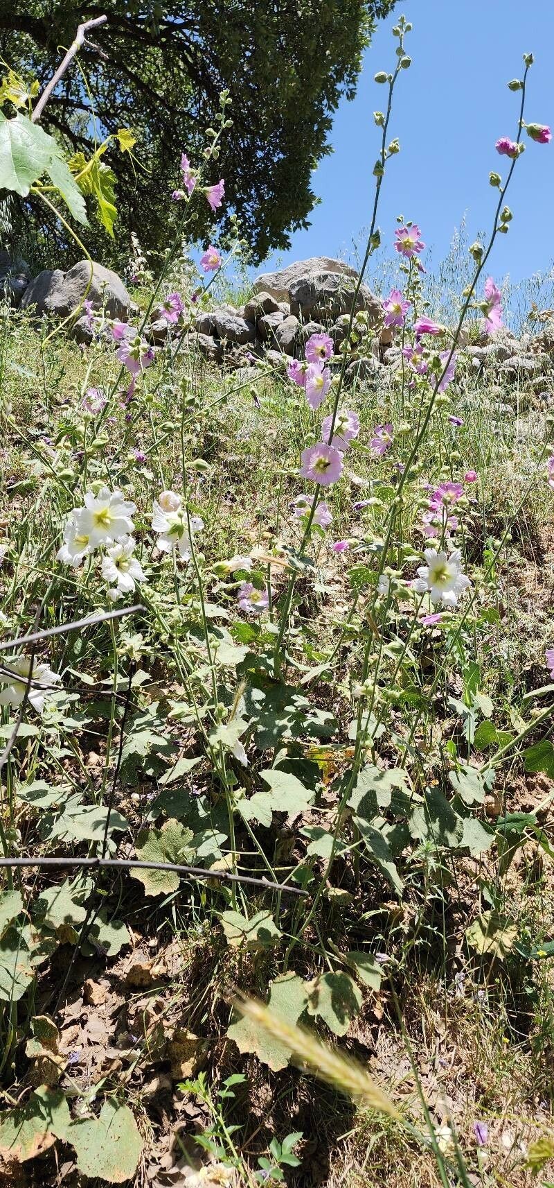 Alcea kurdica photo 4