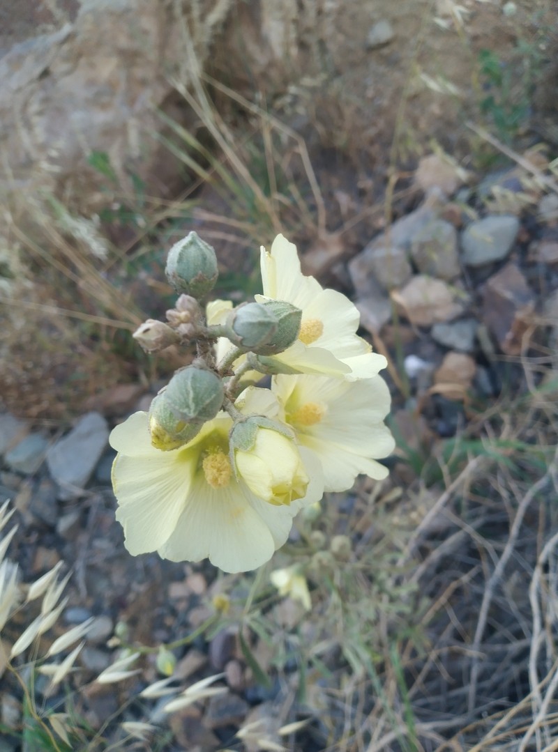 Alcea kurdica photo 5