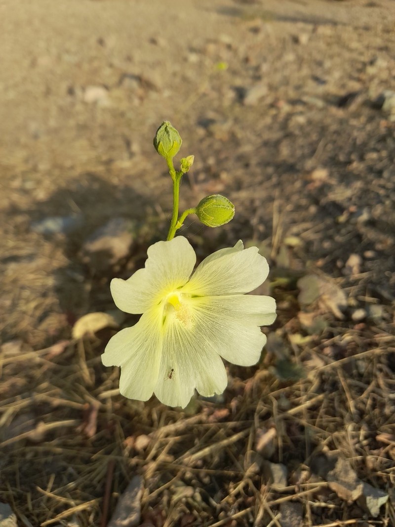 Alcea longipedicellata