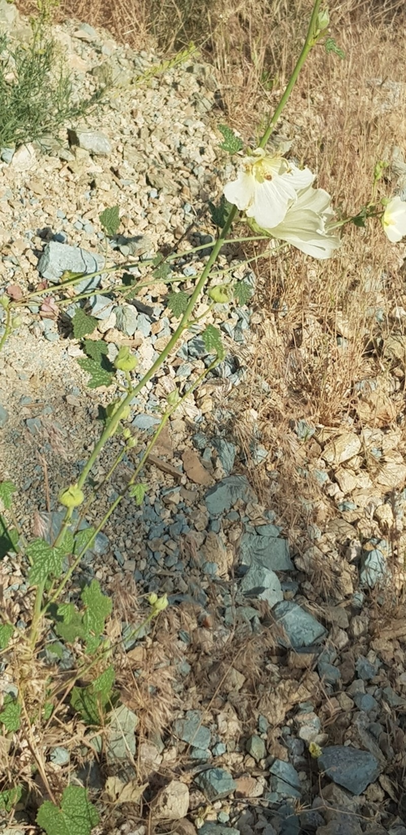 Alcea longipedicellata photo 2