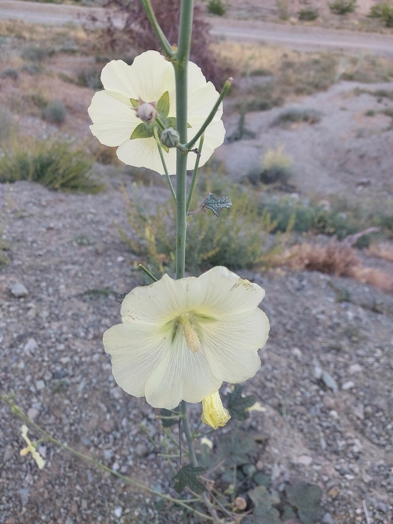 Alcea longipedicellata photo 3